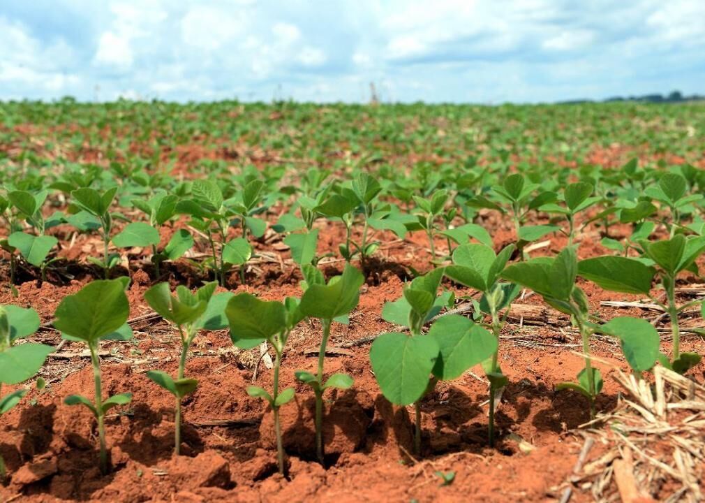 Soybeans